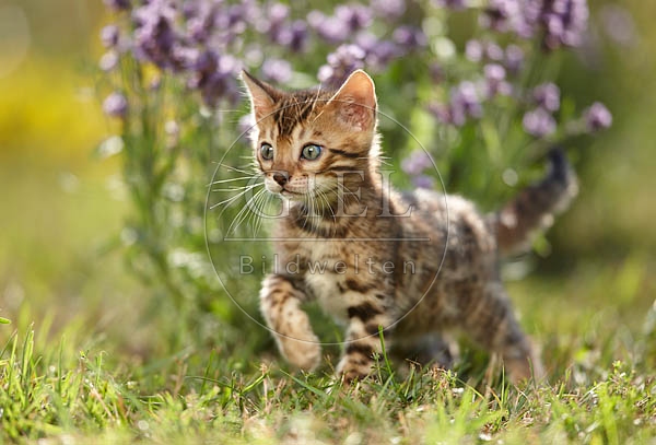 066843 junge Bengalkatze, Kaetzchen