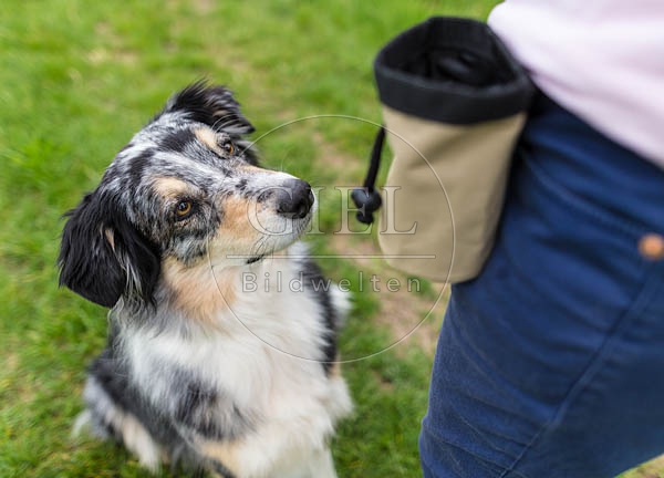 069110 Australian Shepherd