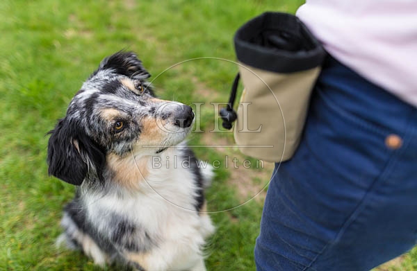 069111 Australian Shepherd