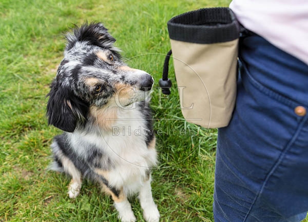069113 Australian Shepherd