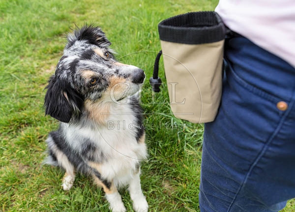 069114 Australian Shepherd