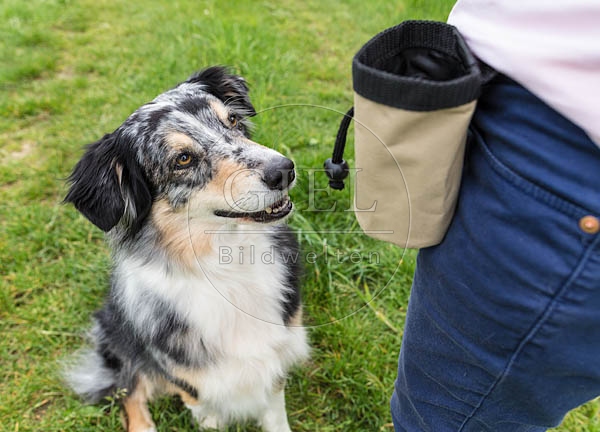 069115 Australian Shepherd