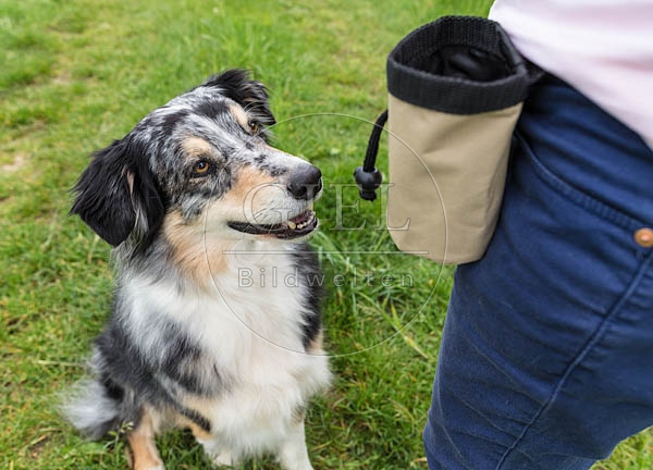 069116 Australian Shepherd