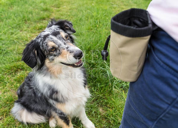 069117 Australian Shepherd