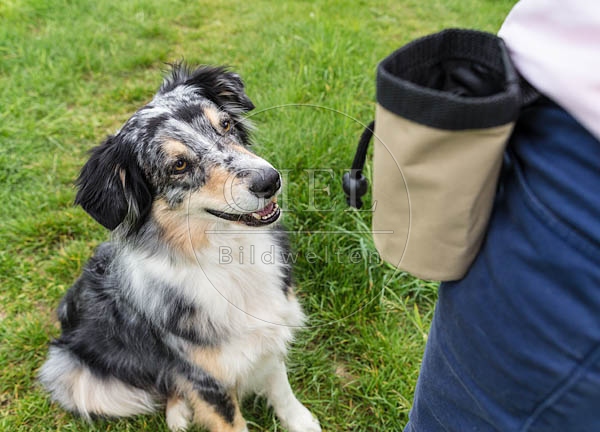 069118 Australian Shepherd