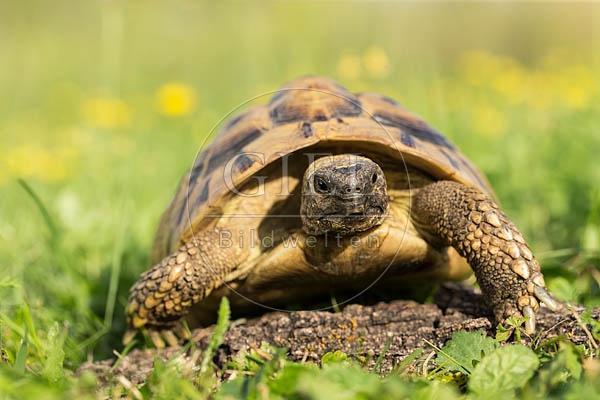 069748 Griechische Landschildkroete