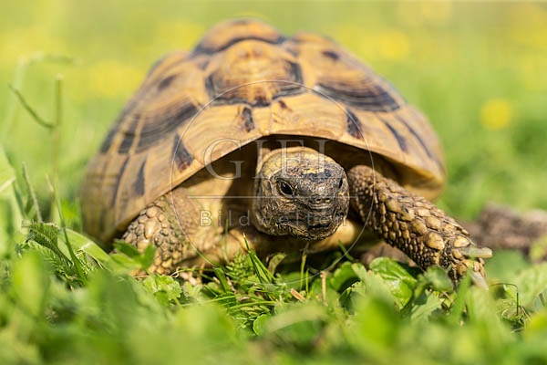 069749 Griechische Landschildkroete