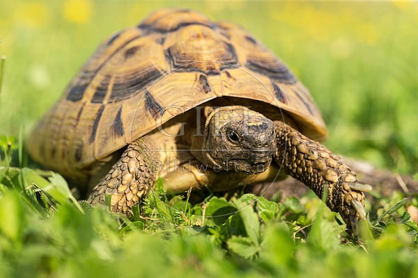069750 Griechische Landschildkroete