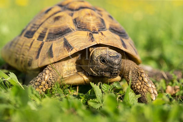 069751 Griechische Landschildkroete