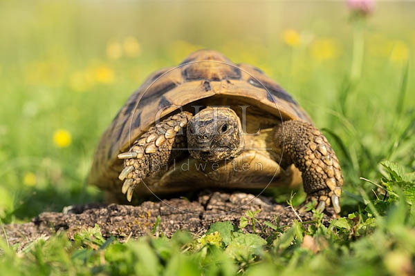 069752 Griechische Landschildkroete