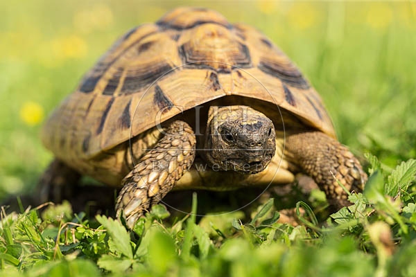 069753 Griechische Landschildkroete