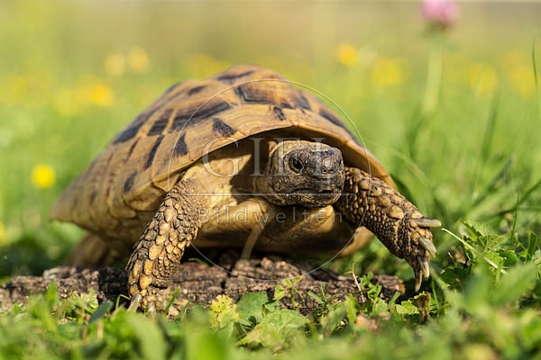 069754 Griechische Landschildkroete