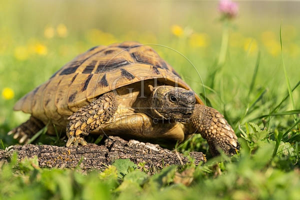 069756 Griechische Landschildkroete