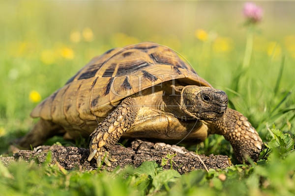 069758 Griechische Landschildkroete