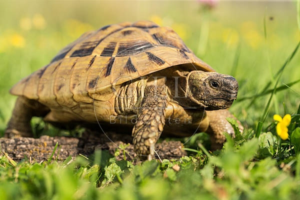 069759 Griechische Landschildkroete