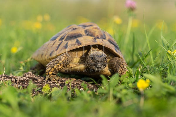 069761 Griechische Landschildkroete
