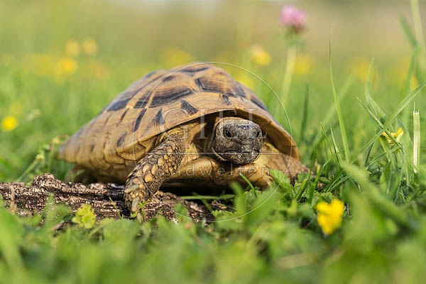 069762 Griechische Landschildkroete