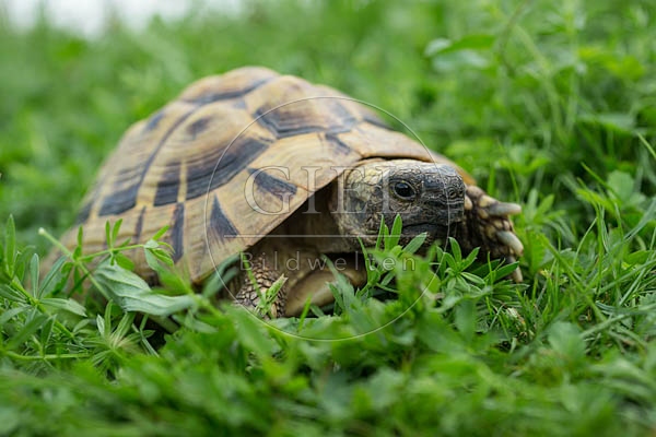 069763 Griechische Landschildkroete