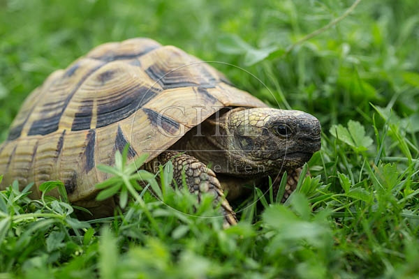 069764 Griechische Landschildkroete