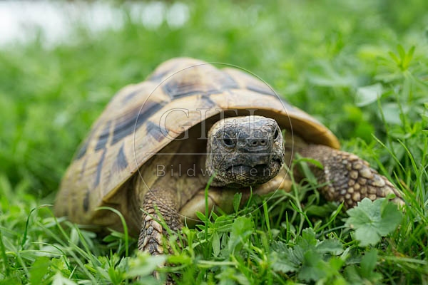 069765 Griechische Landschildkroete