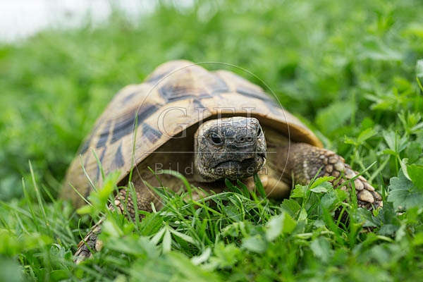 069766 Griechische Landschildkroete
