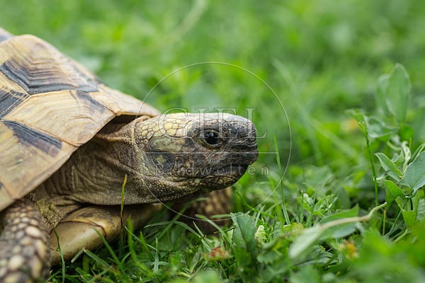 069767 Griechische Landschildkroete