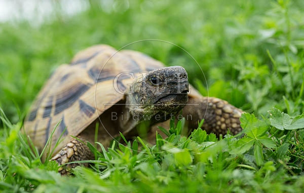 069769 Griechische Landschildkroete