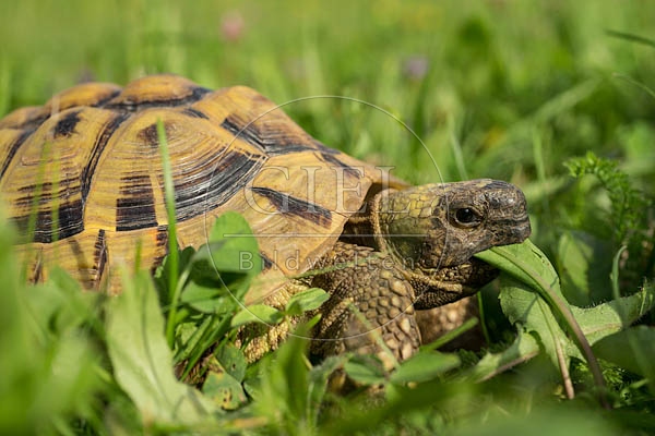069771 Griechische Landschildkroete