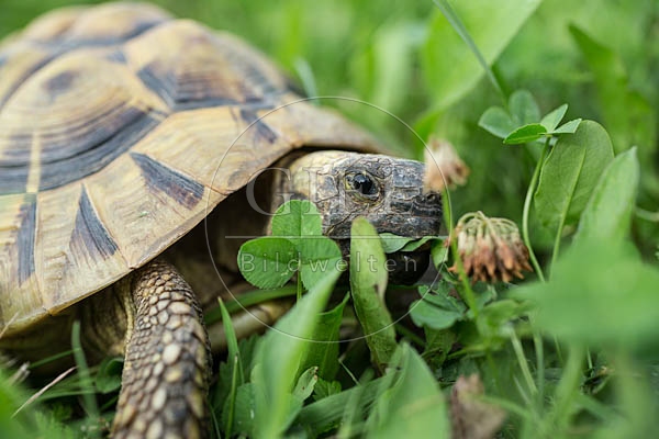 069772 Griechische Landschildkroete