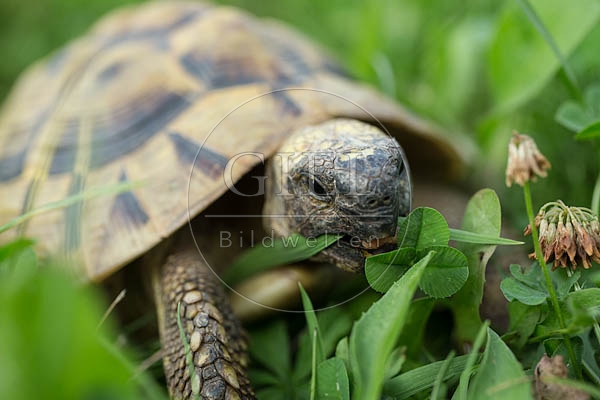 069773 Griechische Landschildkroete