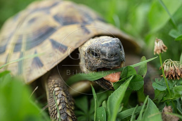 069774 Griechische Landschildkroete