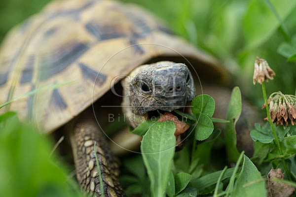 069775 Griechische Landschildkroete