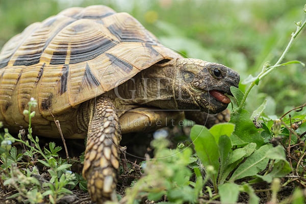 069776 Griechische Landschildkroete