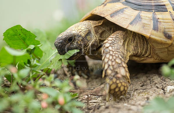 069777 Griechische Landschildkroete