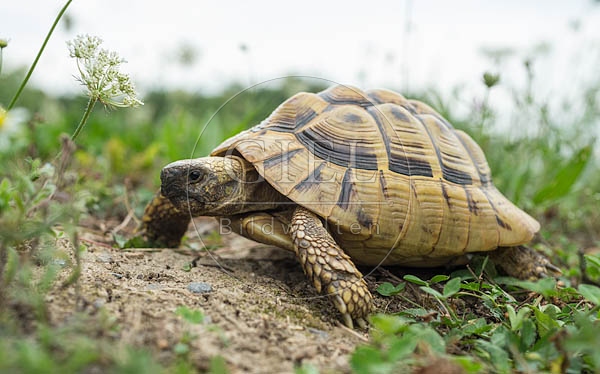 069778 Griechische Landschildkroete