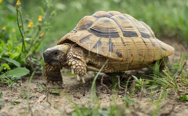 069779 Griechische Landschildkroete