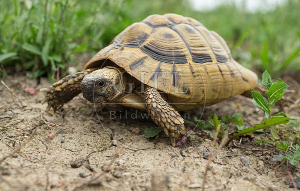 069780 Griechische Landschildkroete