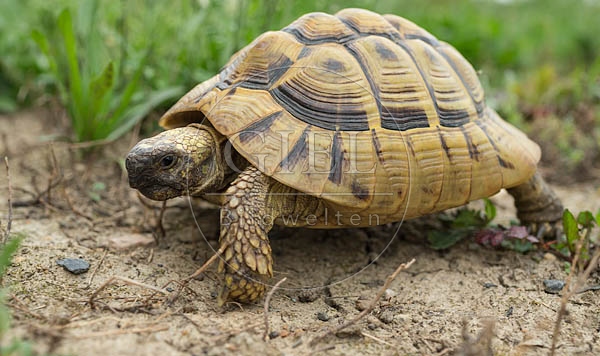 069781 Griechische Landschildkroete