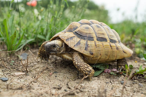 069782 Griechische Landschildkroete
