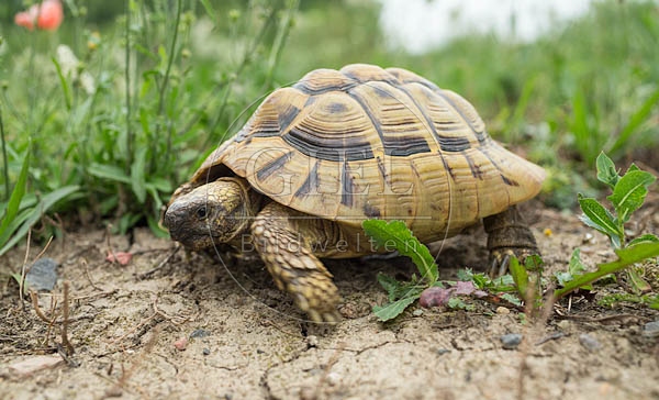 069783 Griechische Landschildkroete