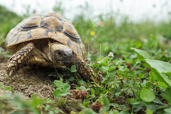 069784 Griechische Landschildkroete