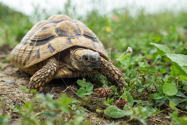 069785 Griechische Landschildkroete