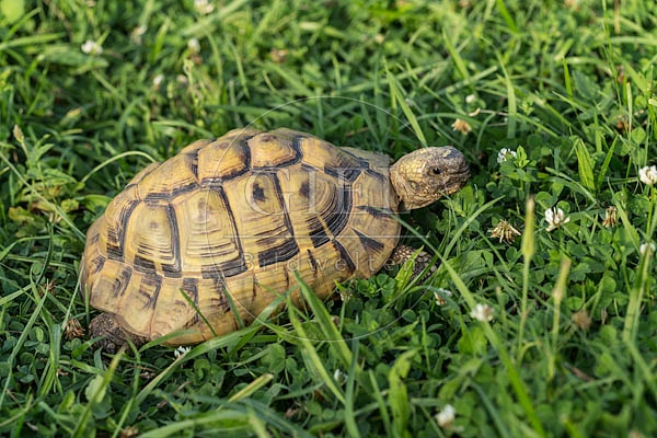 069786 Griechische Landschildkroete