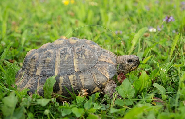 069787 Griechische Landschildkroete