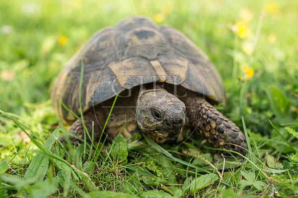 069788 Griechische Landschildkroete