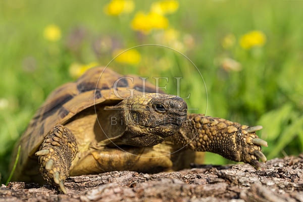 069789 Griechische Landschildkroete