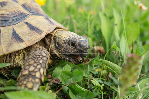 069790 Griechische Landschildkroete