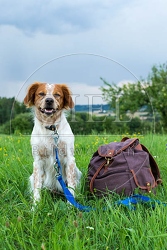 069944 Bretonischer Vorstehhund
