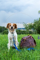 069945 Bretonischer Vorstehhund
