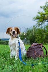 069946 Bretonischer Vorstehhund